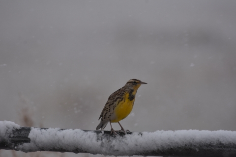 A meadowlark perched on a snowy fence post.