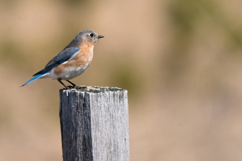 Eastern bluebird on a fence post