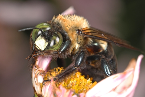 Close up of an eastern carpenter bee on a flower