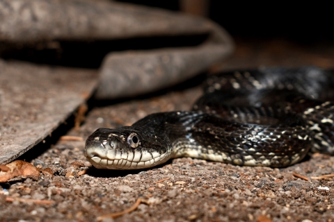 Eastern ratsnake on the ground
