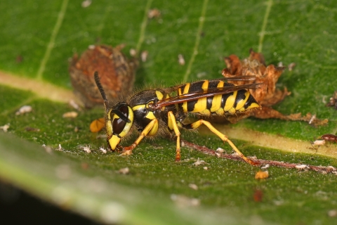 Eastern yellowjacket resting on a leaf