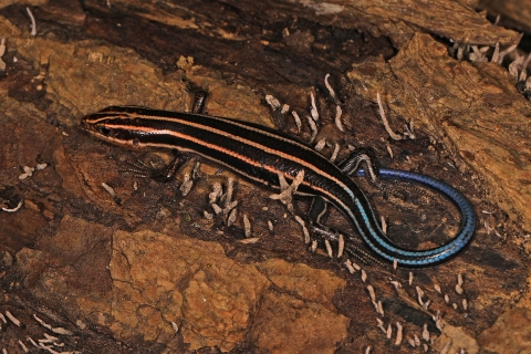 Five-lined skink