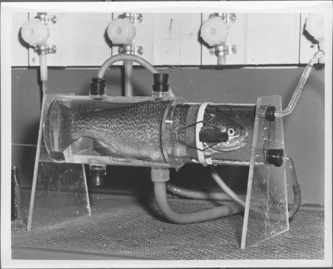 Medium-sized fish contained in a transparent tube, oval-shaped in cross section. The container features two legs on either end of the tube, basically triangular-shaped, but with the top point reduced to a flat end. four flexible tubes/hoses lead from the container to spigots that feature knobs - one tube is connected to the top of the container, another is connected to the bottom and two are connected to the right-hand side.