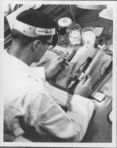 view looking over the shoulder of a person at work in a laboratory setting, in the process of surgically examining a small fish that is laid out on the table in front of him. The person wears a lab coat, as well as a head mirror. Also on the table are various glass containers and lab-related eqiupment.
