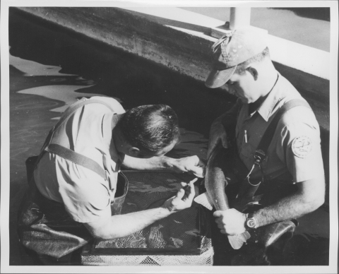 Two persons standing in a fisheries tank or pool, with the water nearly up to their waists, with the man on the left using a syringe to inject the fish being held by the man on the right. Both are wearing rubber wading overalls/trunks, and the man on the right is wearing a U.S. Fish and Wildlife Service uniform shirt. In the water between them in the foreground is a container or net of some kind. One of the retaining walls of the pool is behind them.