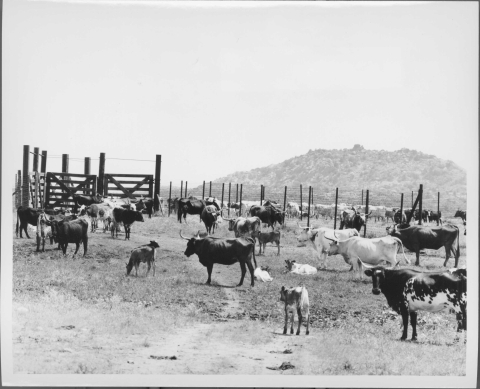 Large group (as many as two dozen, possibly) of longhorn cattle in a corral that features fences on the far left and back. The cattle includes a number of calves. A large hill rises in the background.