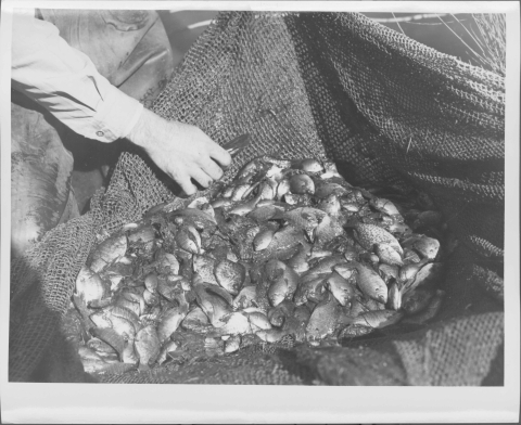 Close-up of a large number of small fish in a large net, with a part of a person's body and lower arm and hand extending in to the frame from the upper left.