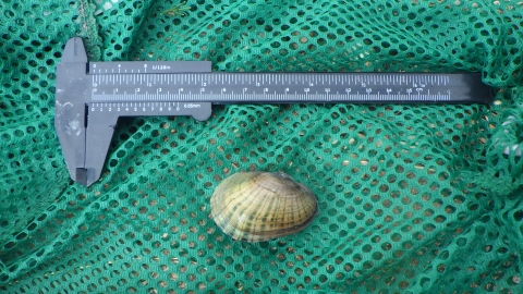 A tan and green striated mussel shell sits on a green net that is framed with a measuring ruler