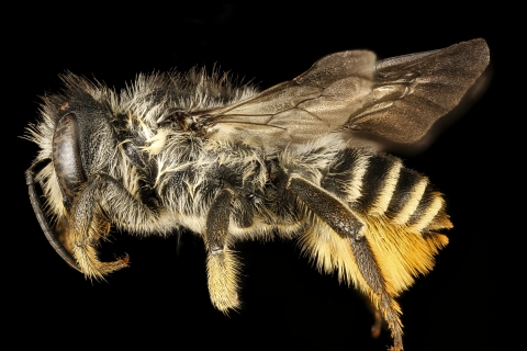 Golden-tailed leafcutter bee
