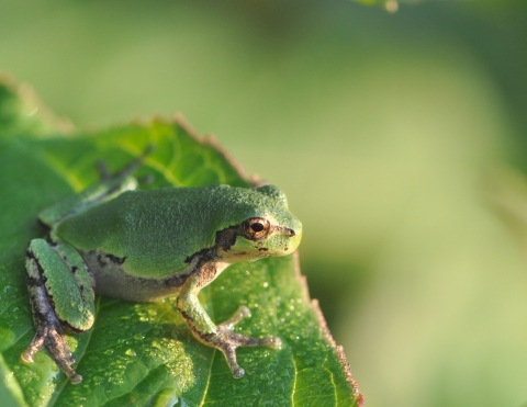 Gray treefrog on a leaf
