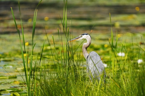 Great blue heron along a wetland