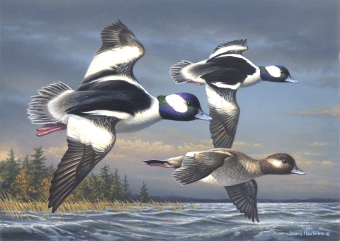 Three buffleheads flying over water with tree line in background