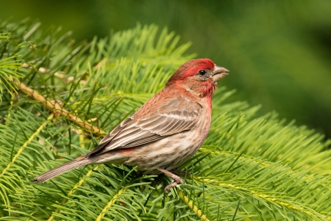 Male house finch perched in a tree