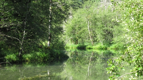 Still spring water in a forest.