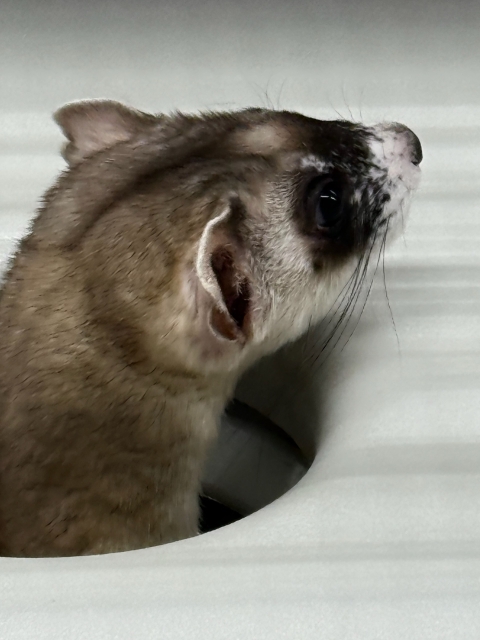 a close up of a black-footed ferret head poking through an artificial den entrance
