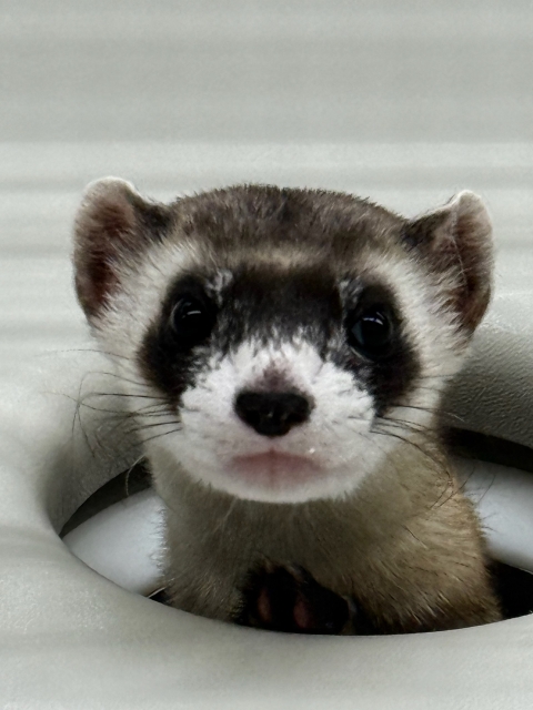 a close up of a black-footed ferret head poking through an artificial den entrance