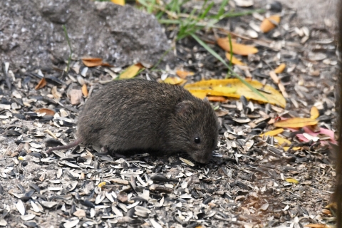 Meadow vole