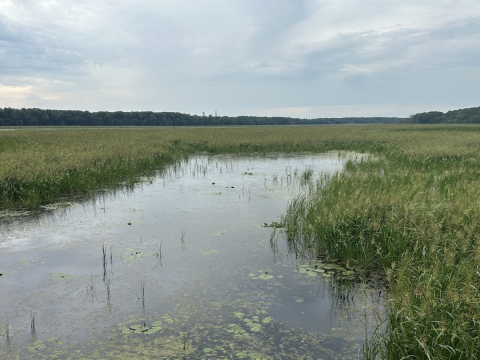 An abundance of green wild rice growing out of a shallow wetland with open water stretching from the bottom left corner to the middle right, with a cloudy white blue grey sky in the top third.in 