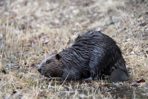 North American beaver