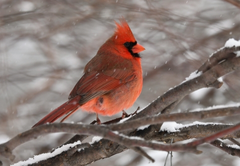 Male northern cardinal perched in a tree during a snow storm