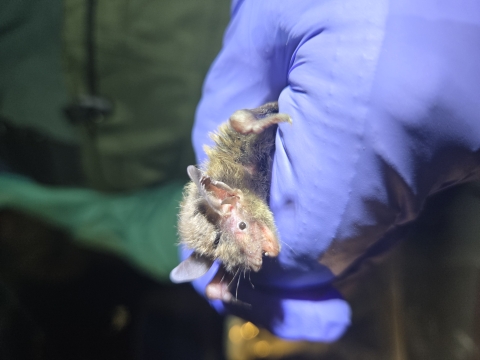 Researcher holding a northern long-eared bat.