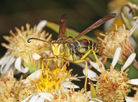 Northern paper wasp on aster
