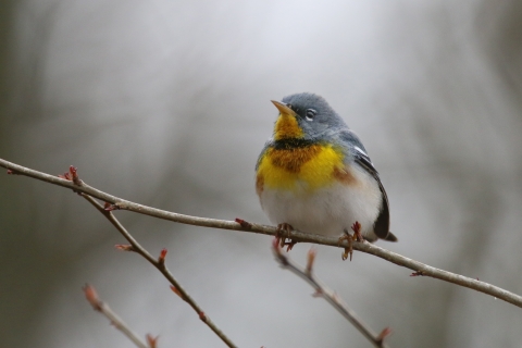 A northern parula perched on a branch