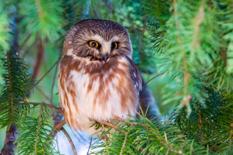 Northern saw-whet owl perched in a tree
