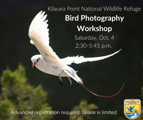 Flyer with photo of a bird, text reads: Kīlauea Point National Wildlife Refuge, Bird Photography Workshop, Sat. Oct. 4 2:30 - 5:45 p.m., advanced registration required, space is limited.