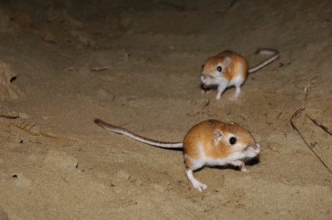 Two Ord's Kangaroo rats