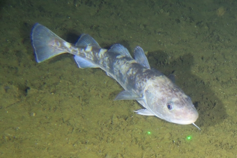 Pacific cod under water