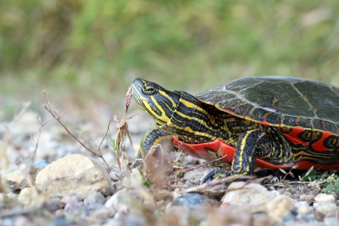 Painted turtle on a rocky path