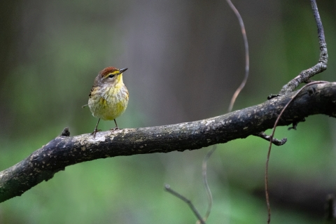 Palm warbler perched on a branch