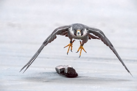 Peregrine falcon in flight low over the ice