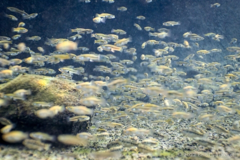 A school of hundreds of Pecos gambusia, some in fox and some not, in clear waters, just above the bottom of the water body.