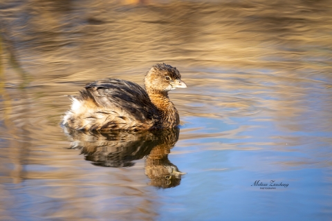 Pied-billed grebe swimming in open water