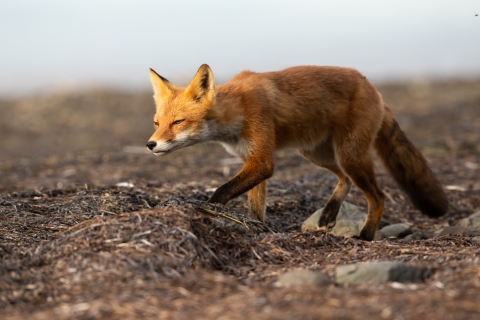 Red fox