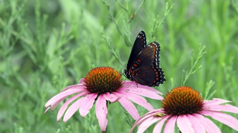 Red-spotted purple butterfly on purple coneflower