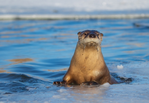 River otter emerging along the ice from open water