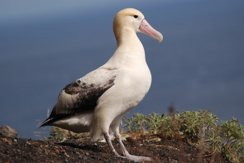 A close up of a short tailed albatross with ocean out of focus covering the background. 