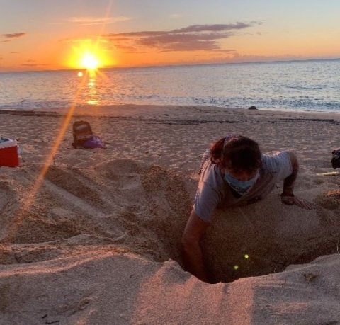 Biologist excavating honu nest on a beach to free baby turtles and count the eggs.