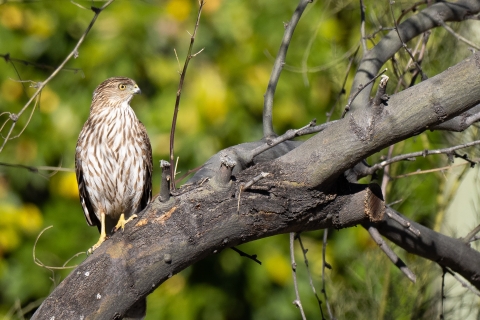 Sharp-shinned hawk perched in a tree