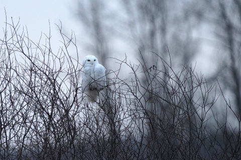 Snowy owl perched in a shrub