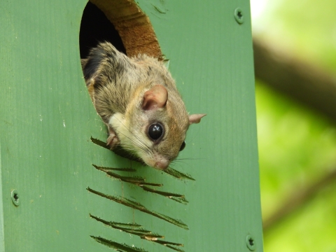 A southern flying squirrel peeks out from a bird house