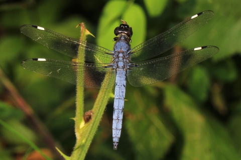 Spangled skimmer dragonfly