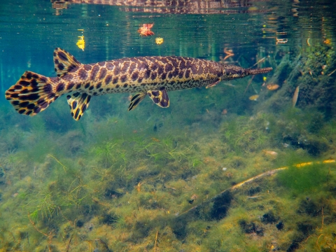 Spotted gar underwater