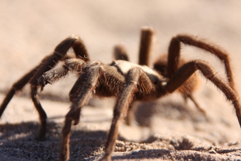 Texas brown tarantula