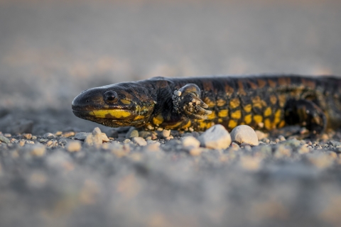 Tiger salamander on gravel