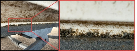 Two images side by side. On left, a photo of dirty white, curved plastic on a gray, carpeted and metal support with pavement in the background. On right, a close-up of brown, striped shells attached to white plastic, next to the gray carpet. Red lines indicate the right image is a close-up of the left image.