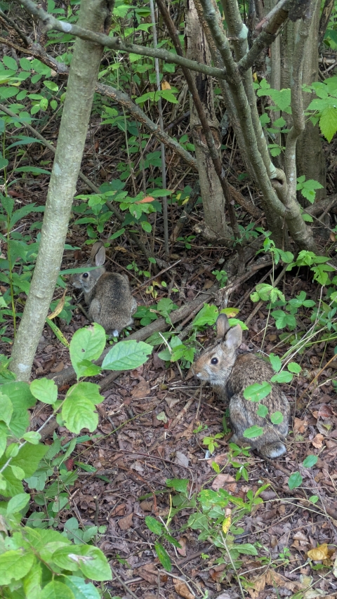 Two rabbits in understory
